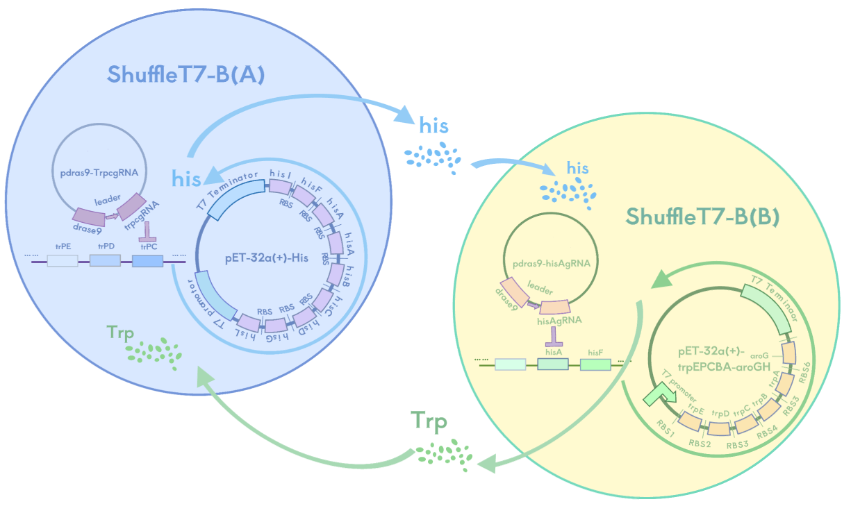 Auxotrophic bacterial system