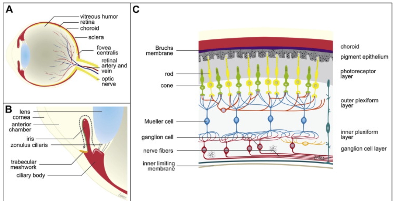 Hyaluronic acid-assisted drug delivery