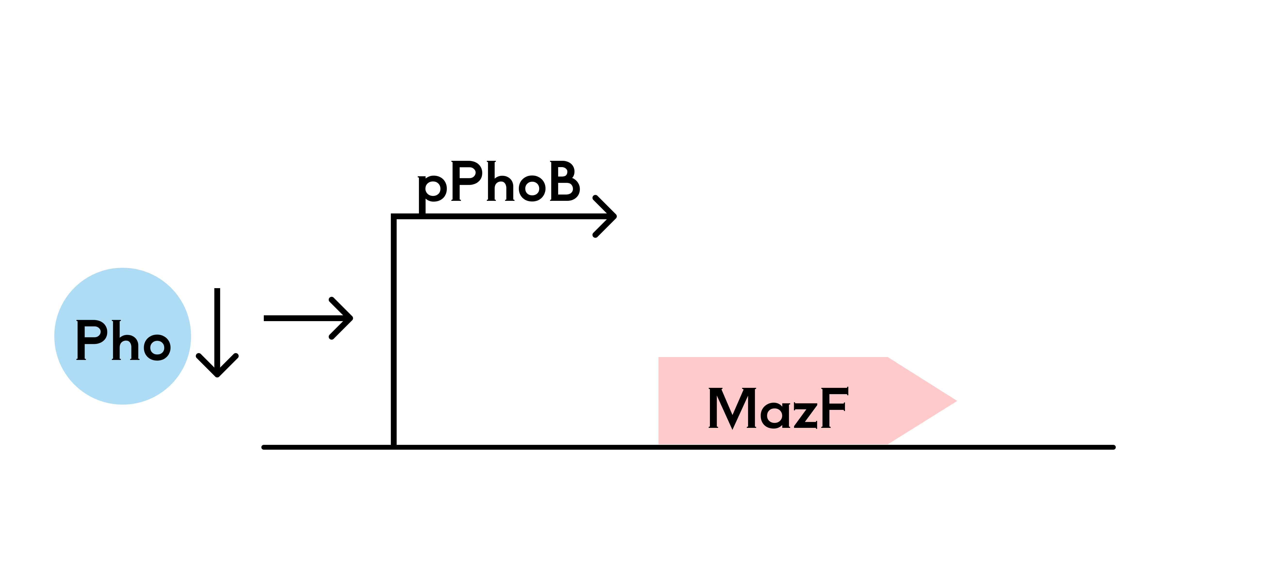 Phosphate killing switch mechanism