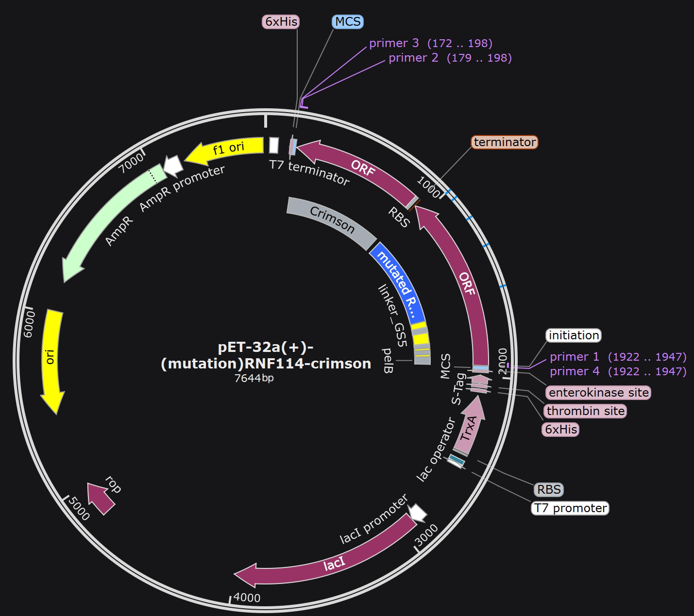 Plasmid construction after RNF114 mutation