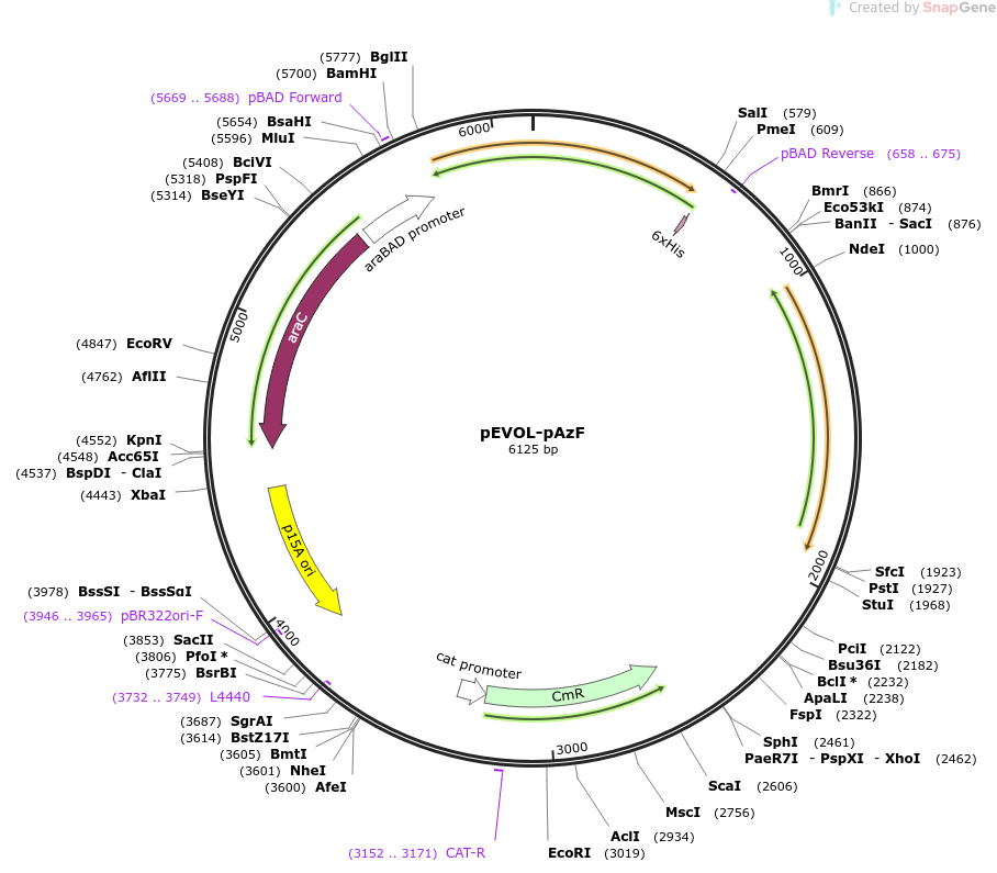 tRNA synthetase/tRNA pair mechanism