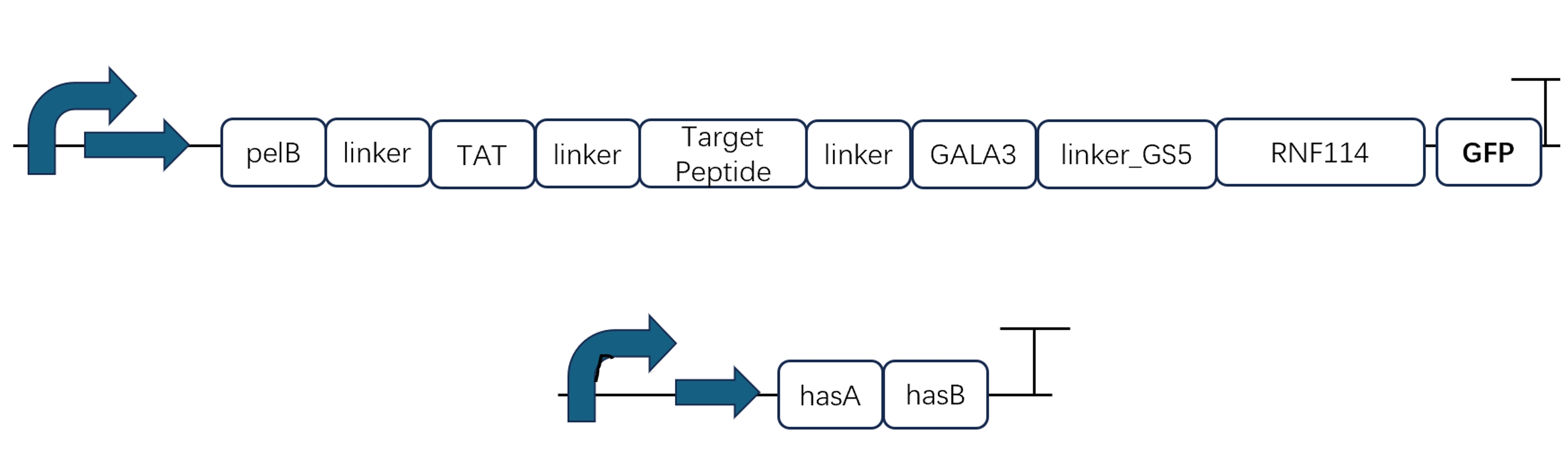 Fusion Protein Construction