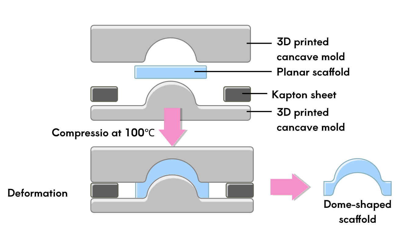 Eye Simulation Chip Cornea Layer