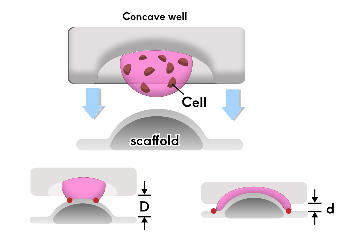 Eye Simulation Chip Cornea Layer