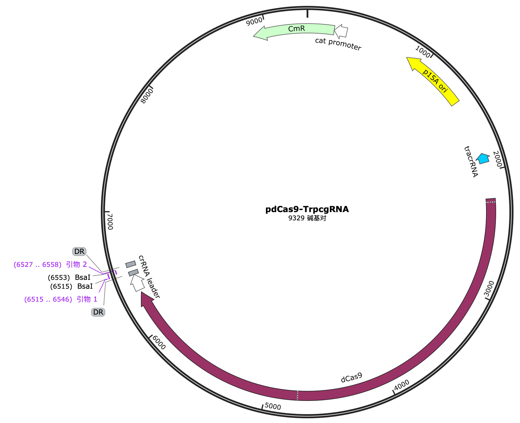 pdCas9-trpCgRNA