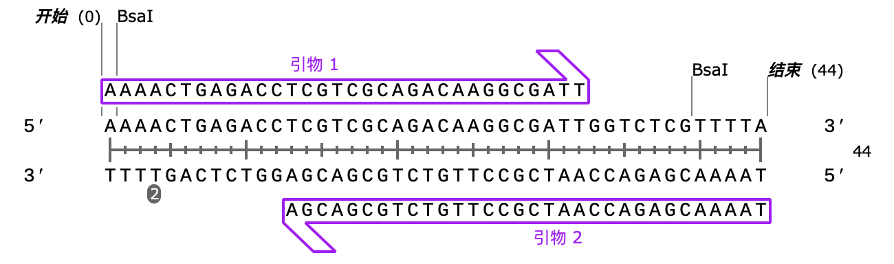 trpC primer